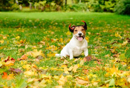 Dog in Halloween costume of funny and not scary devil sitting on autumn fallen leaves