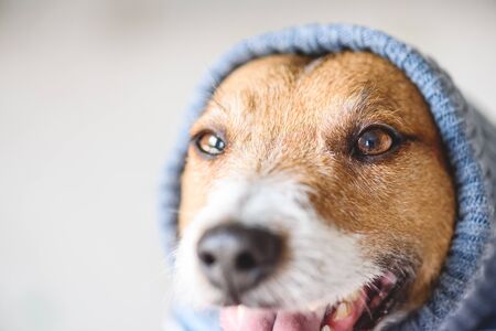 Dog wearing warm knitted headdress ready for walk in cold weatherの写真素材