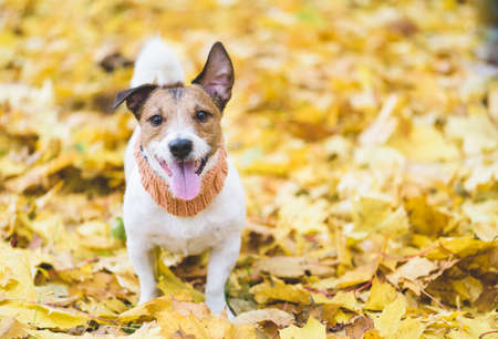 Happy and thankful dog on fall (autumn) yellow leaves backgroundの写真素材