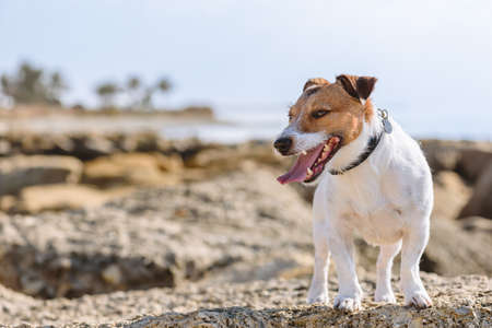 Happy dog walking at summer beach feels happy and satisfiedの写真素材