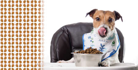Dog eating dry kibble food and licking nose with tongue. Panoramic crop with patterned backgroundの写真素材
