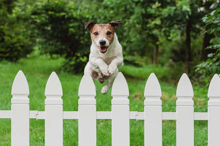 Cute happy dog jumping over fence of back yard to greet ownerの写真素材