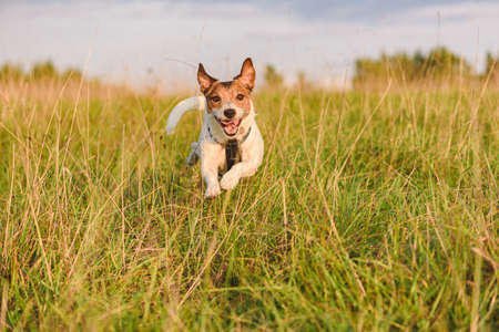 Excited playful purebred Jack Russel Terrier dog playing and running outdoors on sunny summer dayの写真素材