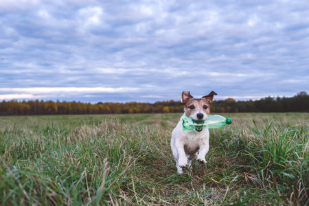 Dog helping cleaning up junk in wild nature carrying plastic bottleの写真素材