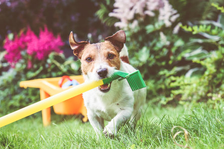 Dog rakes grass in garden. Seasonal garden clean up humorous conceptの写真素材