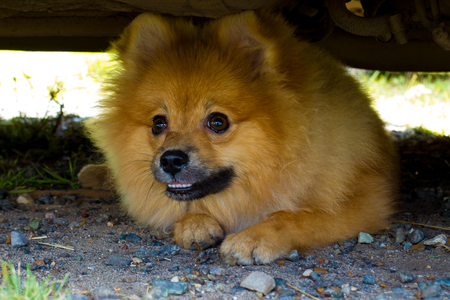 dog breed Spitz on a walkの写真素材
