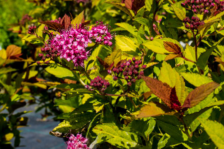 flowering of ornamental shrubs in the nursery