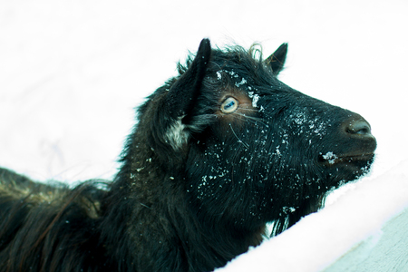 portrait of a goat on a winter farmの写真素材