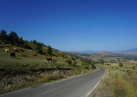 Cows eating Grass and Relaxing on a Lean Hill in Georgia next to the Roadのeditorial素材