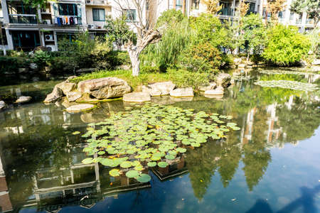 Wuhu Anhui China Water Lily on Pond with Trees and Apartment Buildings in Backgroundの写真素材