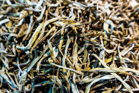 Focused Appealing Dwarf Day Lily Heap Amountの写真素材