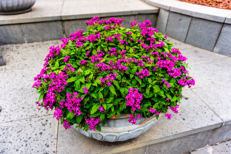 Purple Colored Flowers with Green Leaves in a Stone Pot