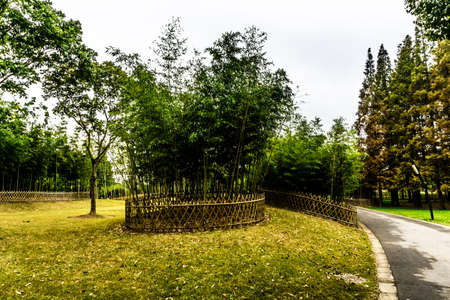 China Shanghai Botanical Garden with Bamboo Trees Encircled by a Wooden Fenceの写真素材