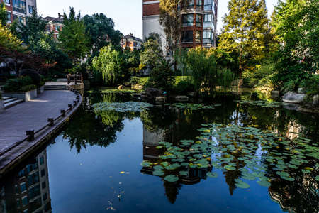 Wuhu Anhui China Water Lily on Pond with Promenade Trees and Apartment Buildings in Backgroundの写真素材