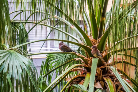 Two Cute Pigeons Sitting and Hiding in a Palm Treeの写真素材