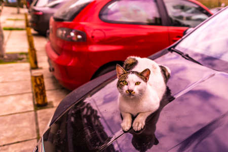 Colorful Cat Laying on a Black Colored Car Closeup Viewの写真素材