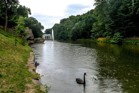 Uman Arboretum Sofiyivka National Park English Landscape Garden Nyzhnii Stav Lake with Black Swans...
