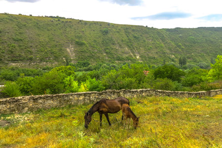 Orheiul Vechi Village Ancient City Historical Complex Horses Grazing Grass with Landscape Backround
