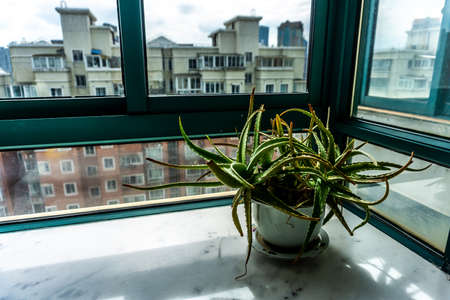 Aloe Vera Cactus Plant in White Ceramic Pot at Window Homeの写真素材