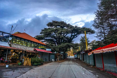 Bcharre Cedars of God Forest UNESCO World Heritage Site Main Roadのeditorial素材