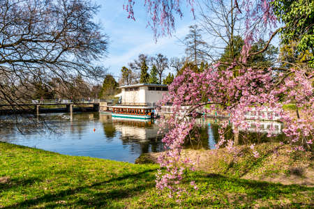 Lednice Valtice Cultural Landscape Area Complex Lake Waterfront Quay with Tourist Ships and Pink Colored Flowers Tree in Springのeditorial素材