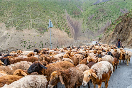 Ayni Anzob Pass from Dushanbe to Khujand Sheep Herd is Blocking the Highway and Passing through on a Cloudy Rainy Dayの写真素材