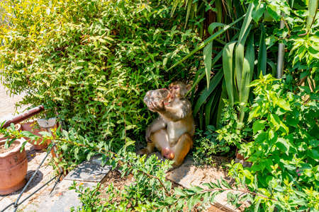 Islamabad Daman-e Koh Park Picturesque Breathtaking View of Monkey who drinks Soda on a Sunny Blue Sky Dayの写真素材