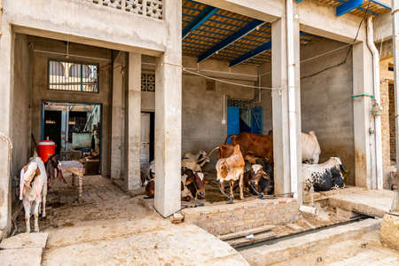 Sukkur Picturesque View of Cows and Long Ear Sheep Hiding under Shades on a Sunny Blue Sky Dayのeditorial素材