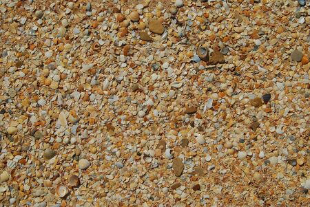 Sea shell sand texture. Summer beach background.の写真素材