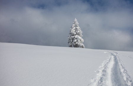 conifer tree covered with snow in black forestの写真素材