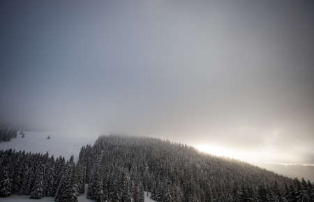 conifer trees in winterの写真素材