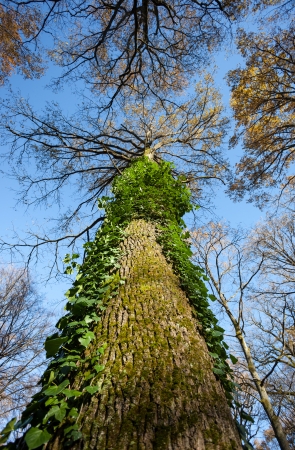bark of tree with moss and ivyの写真素材