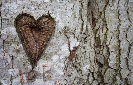 heart in birch treeの写真素材