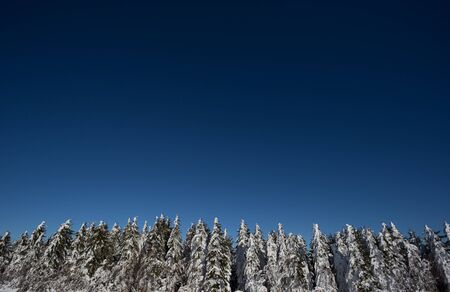 conifer trees covered in snowの写真素材