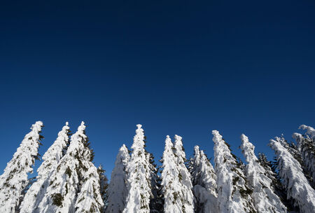 conifer trees covered in snowの写真素材