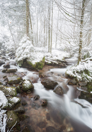 small stream in black forest, Germanyの写真素材
