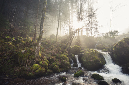 small stream in black forest, Germanyの写真素材