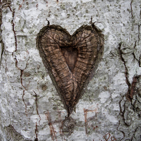 heart in birch treeの写真素材