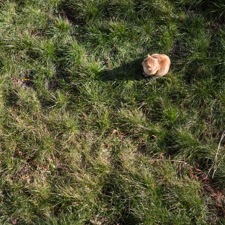 cat lurking in gardenの写真素材