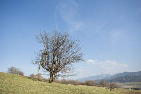 a hunter\'s raised blind in a treeの写真素材