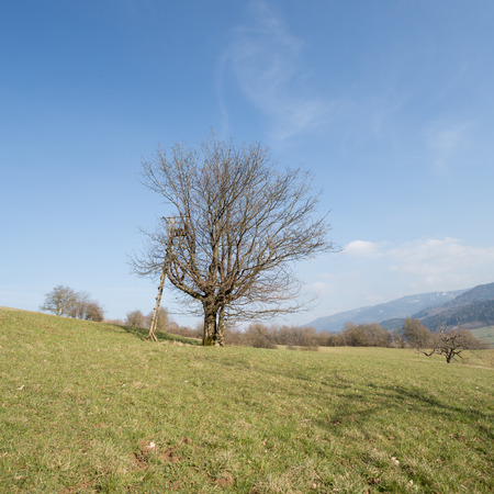 a hunter\'s raised blind in a treeの写真素材