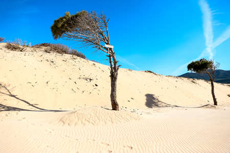 Large sand dunes and treeの写真素材