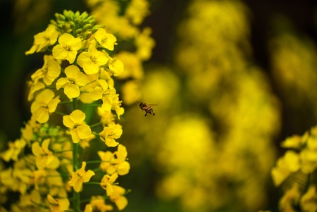 Bees and rape flowersの写真素材