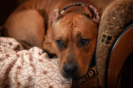 A sad looking dog is looking sideways. A large breed dog looks sad and lonely at home. The house has isolation with petsの写真素材