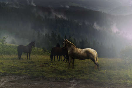 wild horsesの写真素材