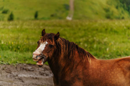 wild horseの写真素材