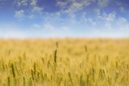 wheat harvestの写真素材
