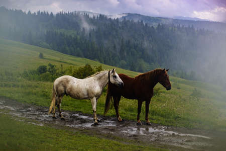 wild horsesの写真素材
