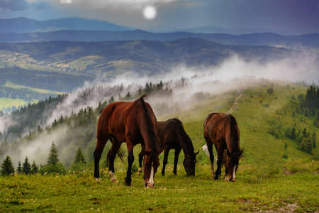 wild horsesの写真素材