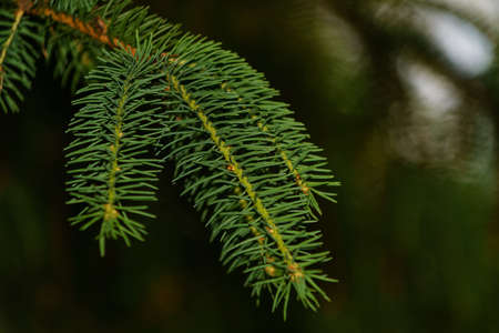 christmas tree branchの写真素材